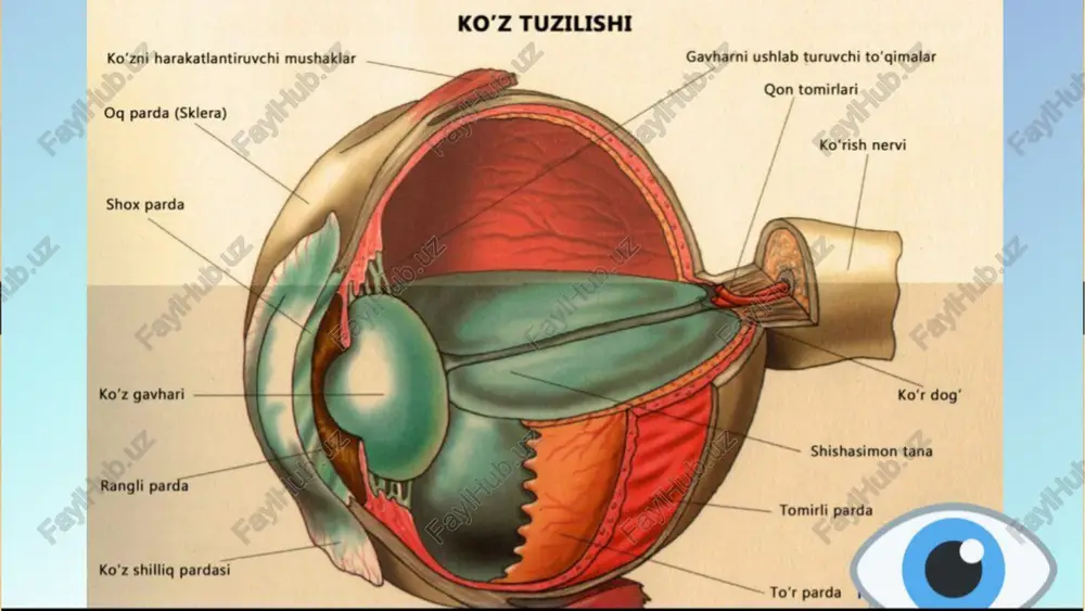 ko‘rish va eshitish organlarining xususiyati va gigiyenasi - Page 5
