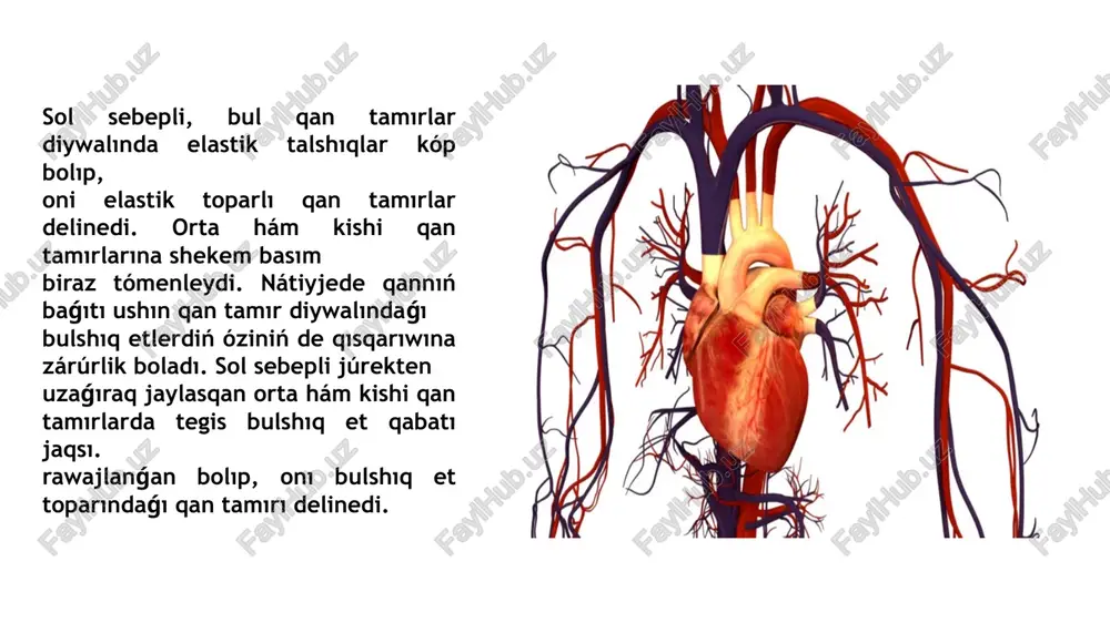 jurek qan tamirlar sistemasi - Page 5