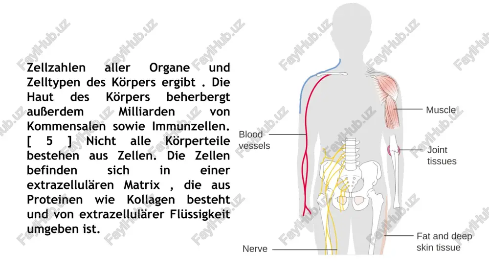 der menschliche körper - Page 5
