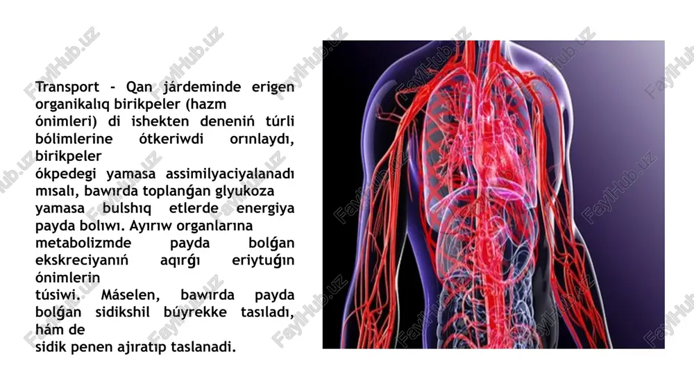 1-, hco-3, hpo-4, h2po--4) ibarat. qan menen teń osmoslıq basımģa iye, yaǵnıy duzlardıń koncentraciyası qanniki menen teńlesetuģın eritpeler izotonik eritpeler yamasa izoosmoslıq eritpeler delinedi. naci nıń 0,9% li yeritpesi ıssı qanlı haywanlar hám adam ushın izotonik yeritpe yesaplanadı. bul eritpe kóbinese fiziologiyalıq eritpe dep te ataladi. osmoslıq basımı qannıń basımınan joqarı eritpeler gipertonik eritpeler, tómenirekleri bolsa gipotonik eritpeler delinedi. biraq ajıratıp alınǵan organlar ushın tek izotoniya emes, al eritpeniń quramı da úlken áhmiyetke iye. paydalang`an a`debiyatlar i.www.wikipediya.uz ii.www.kibernika.uz iii.www.lex.uz iv.www.unilibrary.uz v.www.arxib uz vi.www.soff uz image1.png image2.png image3.png image4.png image5.png image6.png image7.png image8.png image9.png image10.png image11.png image12.png image13.png /docprops/thumbnail.jpeg