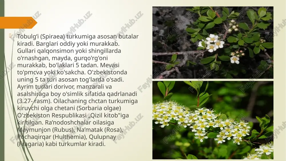 ra`nodoshlar oilasining asosiy turkum va turlari - Page 5
