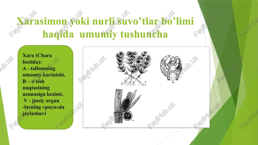 xarasimonyokinurlisuvo’tlar bo’limi - Page 5