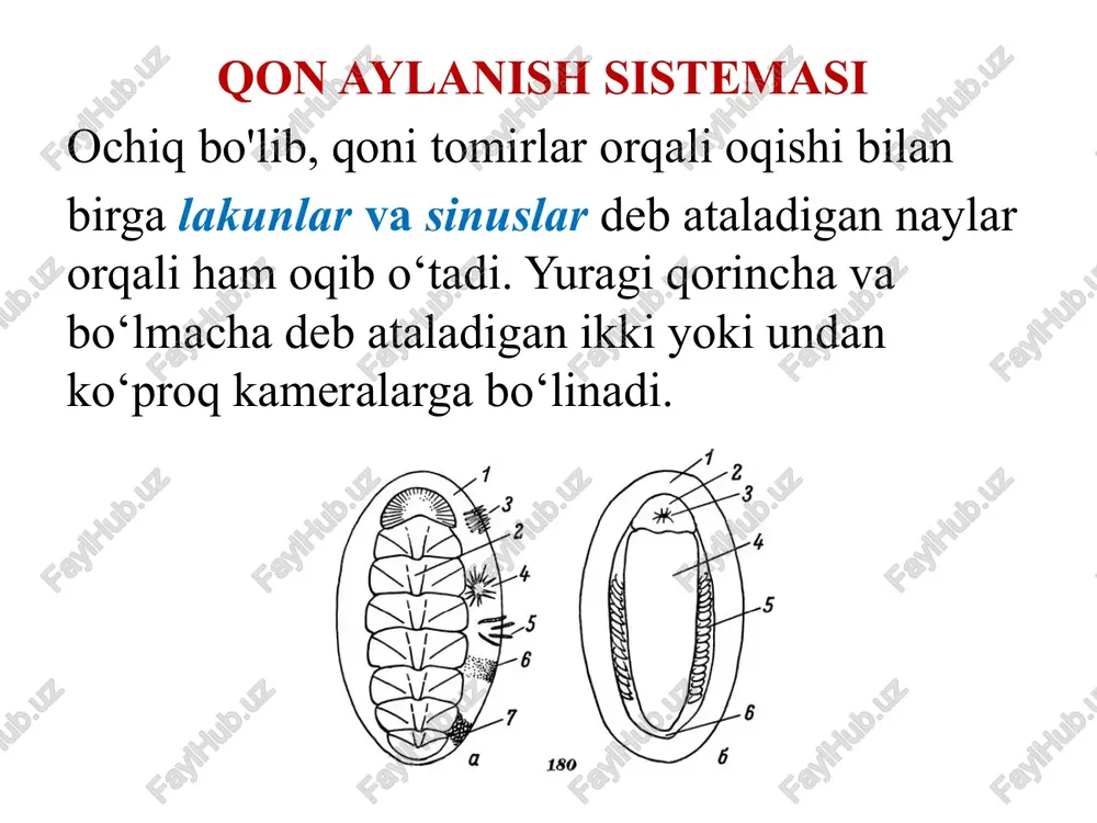 ndorlarning sezgi organlari kuchsiz rivojlangan. tanasining ikki yonida jabralar asosida sezuvchi epiteliy hujayralari kimyoviy sezgi organlari hisoblanadi. bu organlar boshqa mollyuskalarning osfradiylaridan keskin farq qiladi. mollyuskaning orqa tomonida estetlar deb ataladigan juda ko‘p miqdorda mayda tuyg‘u organlari joylashgan. estetlar cho‘ziqroq bir to'p sezgir hujayralardan iborat. ulaming bir cheti chig‘anoqning tashqi qavati, ikkinchi uchi esa nerv tolalari orqali plevrovisseral nerv stvollari bilan tutashadi. muvozanat saqlash organi va paypaslagichlari bo‘lmaydi. jinsiy sistemasi xitonlar ayrim jinsli hayvonlar. urug'don yoki tuxumdon ichak ustida joylashgan; va toq bo'ladi. jinsiy bezi ikkita chiqarish yo'li orqali mantiya egatchasiga ochiladi. yetilgan jinsiy hujayralari suvga chiqariladi. kuyikish organlari bo'lmaydi. rivojlanishi urug’langan tuxumdan chiqadigan lichinkasi halqali chuvalchanglaming troxoforasiga o‘xshash bo‘lib, suvda suzib yuradi. keyinchalik lichinkaning orqa tomonida chuqurcha paydo bo‘ladi. chuqurcha ustida chig'anoq plastinkalari hosil bo'ladi. lichinkaning qorin tomonida bo‘rtiqqa o'xshash oyoq va ikki juft ko‘z shakllanadi. lichinka kipriklari va ko‘zchalarini tashlab, suv tubiga cho‘kadi va voyaga yetadi. chig‘anoqlilar (conchifera) …