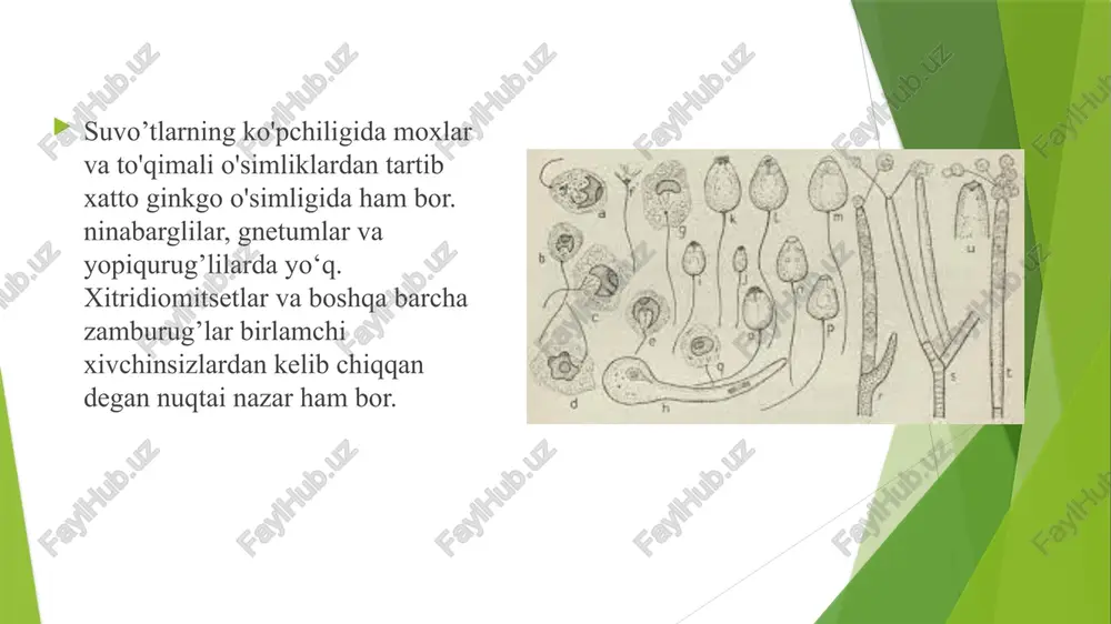 monoblafaridlar tibbiyoti - Page 5