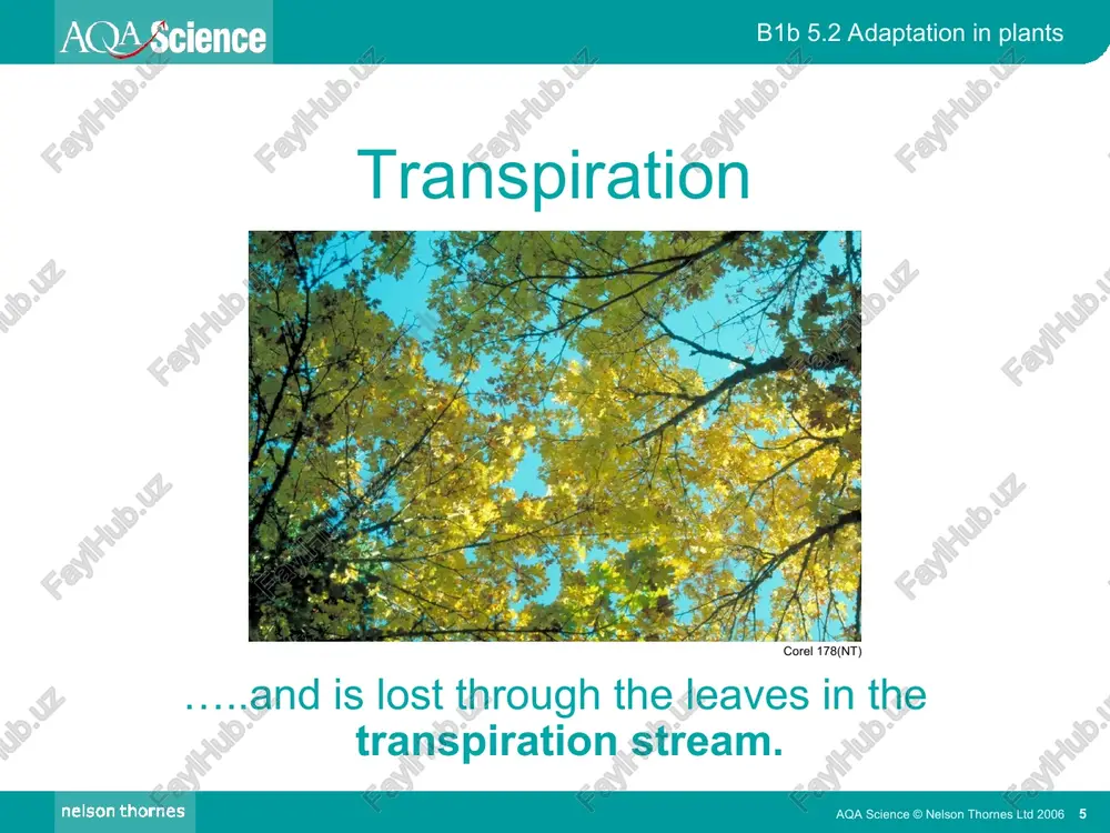 adaptations in plants - Page 5