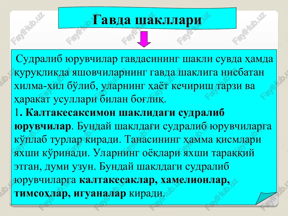rtqalari. sudralib yuruvchilarning dum umurtqalari 15 tadan 40 tagacha boradi. ularning oldingilari dumg'aza umurtqalariga o'xshash, biroq tanalari uzun, ko'ndalang o'simtalari ingichkaroq, ostist o'simtalari esa uzunroq bo'ladi. orqadagi dum umurtqalari sekin-asta kichrayadi, ostist o'simtalari yo'qoladi va kalta-kalta suyakchalarga aylanadi. ilonlar bilan oyoqsiz kaltakesaklarning umurtqa pog'onasi faqat tana va dum umurtqalariga bo'linadi. timsohlarda odatda bo'yin umurtqalari 9 ta, ko'krak umurtqalari 12-13 ta, bel umurtqalari 2-4 ta, dumg'aza umurtqalari 2-3 ta va dum umurtqalari 30-40 ta bo'ladi. dumg'aza, dum umurtqalari a- atlant, b– epistrofey, v - ko'krak umurtqasi, g- bo'yiga kesilgan ko'krak umurtqasi: 1- epistro-feyning tishsimon o'simtasi, 2– umurtqa tanasi, 3- ustki yoy, 4- ostist o'simta, 5- orqa miya kanali, 6 - oldingi qo'shuvchi o'simta, 7- keyingi qo'shuvchi o'simta. echkemarning bo'yin va ko'krak umurtqalari suvda hamda quruqlikda yashovchilarga qarshi o'laroq sudralib yuruvchilarning bosh skeleti suyaklardan (faqat hidlov va qisman eshituv bo'limidagina tog'ay saqlanib qolgan) iborat bo'lib suyaklarning soni juda ko'p. bosh skeletining miya …