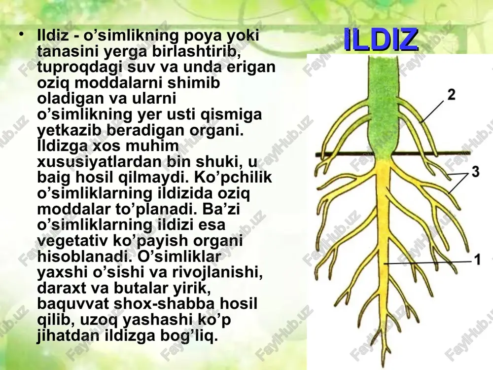 ildizturlari va tizimlari - Page 5