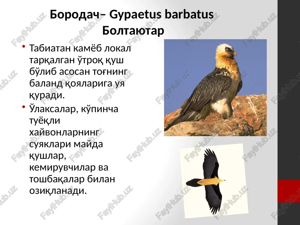 yirtqich qushlar bioxilma xilligi - Page 5