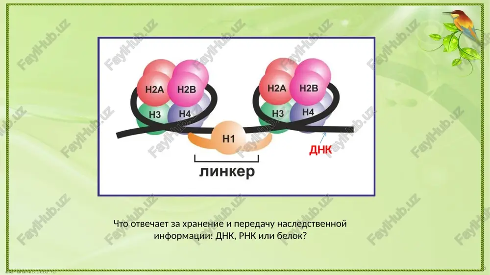 oedineniyu drug s sposobnost izbiratelnomu drugom. stroenie molekuli dnk 25 raspolagaetsya protiv odnoy tsepi vtoraya nukleotidov tsep. polinukleotidnie tsepi v molekule dnk uderjivayutsya drug okolo druga blagodarya vozniknoveniyu vodorodnix svyazey mejdu azotistimi osnovaniyami nukleotidov, raspolagayushixsya drug protiv druga, to est adenin komplementaren timinu i mejdu nimi dve vodorodnie svyazi, a guanin — tsitozinu (tri vodorodnie svyazi). timin adenin tsitozin guanin g ≡ ts t = a 26 stroenie molekuli dnk osobennosti stroeniya dnk komplementarnost antiparallelnost tsepi dnk soedineni posredstvom vodorodnix svyazey mejdu komplementanimi azotistimi osnovaniyami a=t g≡c antiparallelnost dnk stroenie molekuli rnk po stroeniyu rnk yavlyaetsya monomerami kotorogo yavlyayutsya biopolimerom, ribonukleotidi. kajdiy nukleotid sostoit iz ostatka fosfornoy kisloti, ribozi i azotistogo osnovaniya. odnotsepochnaya molekula. 29 ximicheskaya struktura rnk vidi rnk 30 http://harunyahya.com/en/books/9642/if-darwin-had-known-about/chapter/4678 vidi rnk 31 http://www.dddmag.com/products/2010/07/lentiviral-micrornas http://www.creative-biogene.com/product/microrna http://www.microbe.net/fact-sheet-ribosomal-rna-rrna-the-details/ http://arstechnica.com/uncategorized/2008/12/journal-requires-peer-reviewed-wikipedia-entry-to-publish/ vidi rnk razmer v nukleotidax (chislo par) mrna – i(m) rnk 100-100000 trna – trnk 70-90 rrna – rrnk neskolko diskretnix …