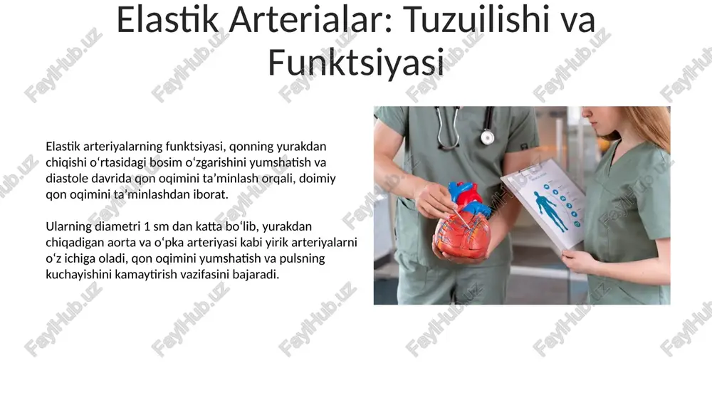 yurak qon tomir tizimi: arteriola venula mushak tipdagi arteriya elastik tipdagi arteriya - Page 5