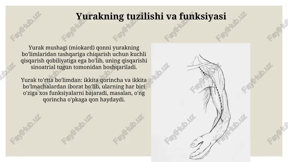 yurak-qon tomirlar tizimi - Page 5