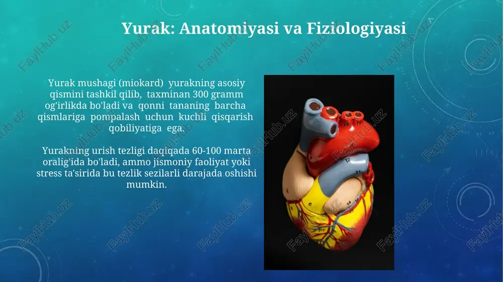 yurak va tomirlar tizimi - Page 5