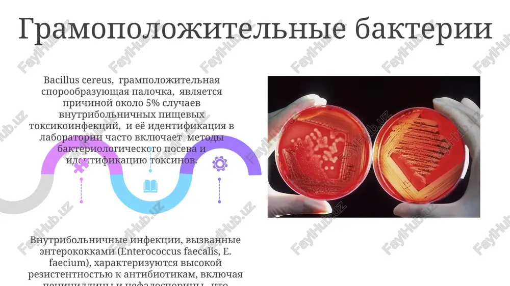 vozbuditeli vnutribolnichnix infektsionnix zabolevaniy i ix laboratornaya diagnostika. - Page 5