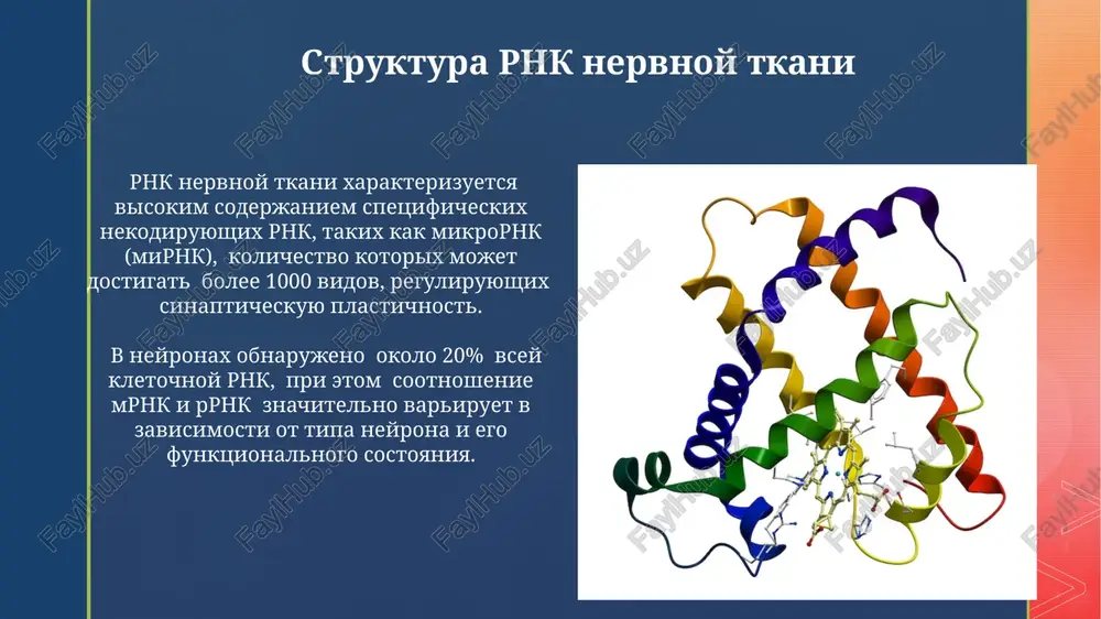 nukleinovie kisloti nervnoy tkani i xromatidi i ee osobennosti - Page 5