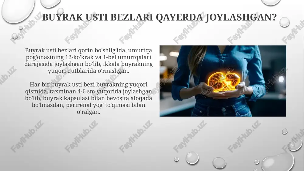 buyrak usti bezlari va ularning ahamiyati - Page 5
