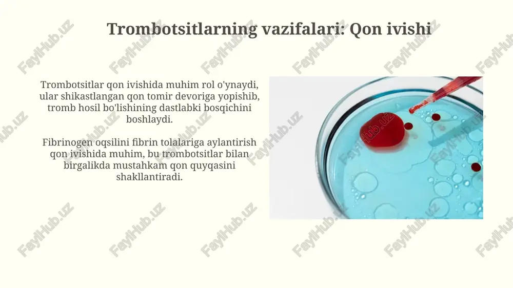 trombotsitlar. qon guruhlari va rezus omil - Page 5