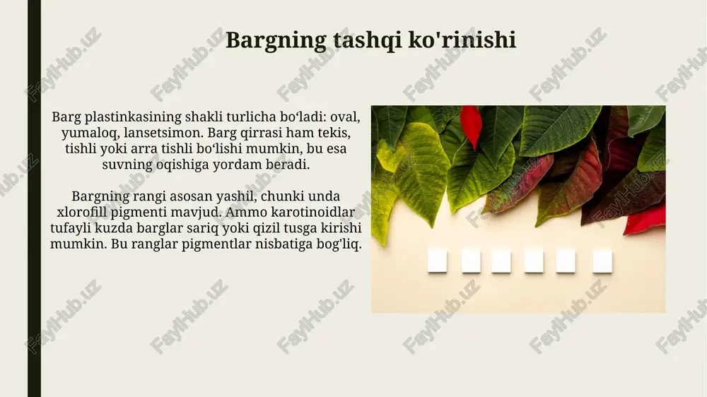 barg va uning vazifalari - Page 5