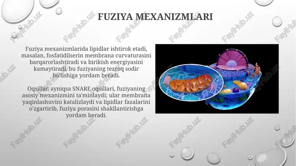 sitoplazmatik membranalar tuzilishi - Page 5