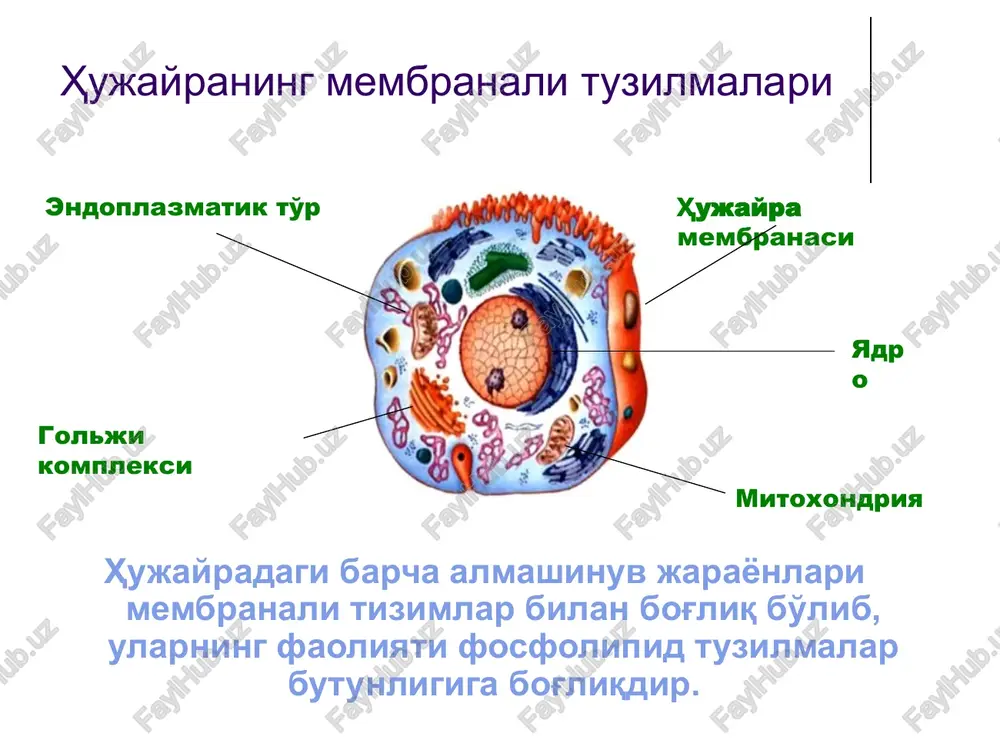 i, kotoraya yavlyaetsya faktorom riska dlya hcc.4,5 sredi tex s hcv i ustanovlennim tsirrozom pecheni, ejegodnaya sfera deystviya hcv - 1 % k 4 %-an, uvelichil risk po sravneniyu s temi bez ustanovlennogo tsirroza pecheni 2 mujskoy rod, starshiy vozrast v nachale hcv infektsii, i potrebleniya alkogolya izlagaet uvelichenniy risk hcc v cirrhotic patsiente 2,4 1. kto. gepatit c. fakticheskie dannie nomer 164. 2. tsentr kontrolya zabolevaniy. mmwr. 1998; 47 (reaktsiya na obluchenie 19):1-39. 3. tsentr kontrolya zabolevaniy. gepatit c dvigaet komplekt. 25 sentyabrya 2000. 4. nih dialogovoe utverjdenie(zayavlenie) soglasiya. upravlenie gepatita c. 1997. 5. am di bissegli. nih konferentsiya soglasiya po gepatitu c. 1997. virusli gepatit d rivojlanishi uchun hbsag zarur. ikki turni birga kelishi vgv va vgd: superinfektsiya va ko-infektsiya virusli gepatit d virus replikatsiyasi transplantatsiya yoki o'lim immun javob to'qima shikastlanishi fibroz gtsk tsirroz kasallik ko'rinishi surunkali virusli gepatitlar patogenezi. adapted from dr z goodman, armed forces …