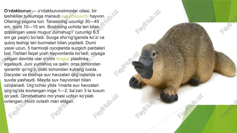 oladi va shu yoʻsinda onasi orqasida sayohatini davom ettiradi. ona koala oʻz bolasini yana ikki yarim yil, ayiqcha mustaqil yashashga qodir boʻlguncha koʻtarib yuradi. koala bir vaqtlar juni uchun ovlangan. ammo, ularning soni nihoyatda kamayib ketgani uchun ovlash taʼqiqlab qoʻyilgan. natijada, koalalar soni yana koʻpaya boshladi. baʼzi zoologlar koalalarni alohida oilaga ajratadilar. koalalar bir muncha besoʻnaqay va nihoyatda xushfeʼl jonivordir. ular faqat avstraliyada yashaydi va ularni dunyoning birorta ham hayvonot bogʻida uchratib boʻlmaydi. sababi shundaki, bu xaltali ayiqlar oziqlanish borasida juda tanlovchan boʻladi. ular faqat evkalipt barglarini yeydi va bunda ham duch kelganini emas, yilning turli fasllarida koala turli evkaliptlar barglarini yeydi, maʼlumki, bu daraxtlar ham faqat avstraliyada oʻsadi. koala soʻzi mahalliy qabilalardan birining tilida — „ichmaydi“ degan maʼnoni bildiradi. bu hayvon haqiqatdan ham suv ichmaydi. evkalipt barglari tarkibidagi suv uning uchun kifoya. hasharotxorlar hasharotxo’rlar (insectivora) yo’ldoshli sutemizuvchilarning eng primitiv turkumi hisoblanadi. miya yarim sharlari ancha kichik va yuzasi silliq …