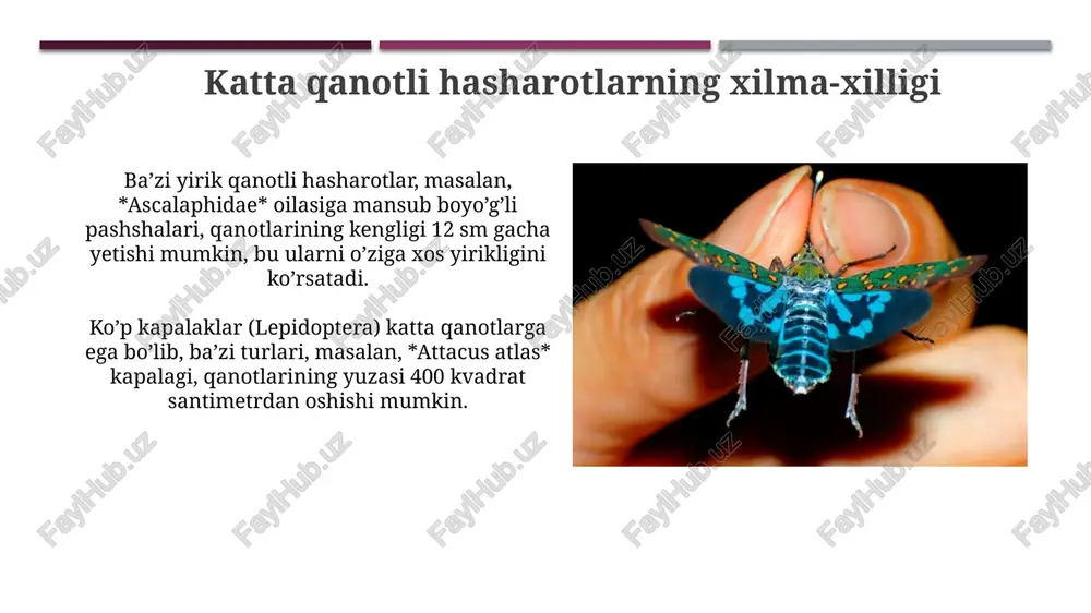 katta qanotli hasharotlar - Page 5