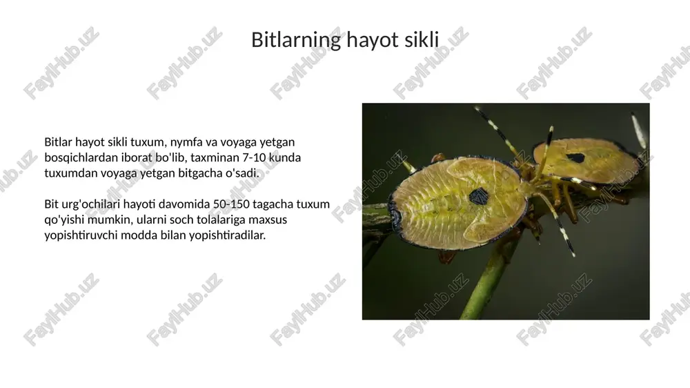 bitlar va so'ruvchi hasharotlarga qarshi kurash - Page 5