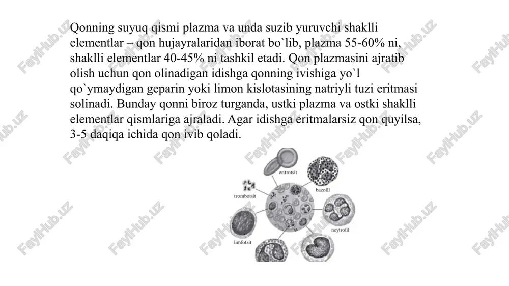 ng farqidir. alveolalar havosida o2 partsial bosimi simob ustunida 100 mm ga teng bo`lganda, bu ko`rsatkich hujayralararo suyuqlikda 35 mm ga teng. organizmda co2 ni bir qismi qonda erigan holda, bir qismi gemoglobinga birikib karbgemoglobin holida, asosiy qismi esa khco3 holatida o`pkaga tashib keltiriladi. kislorodni qondan to`qima suyuqligiga o`tkazilishida ularning kontsentratsiya gradiyentidan tashqari, hujayralardan qo`shimcha miqdorda qonga o`tgan co2 ham rol o`ynaydi. karbonat angidridi gemoglobinning kislorodga yaqinligini kamaytiradi. bu hodisada eritrotsitda co2 ni karboangidraza fermenti ta’sirida h2o bilan h2co3 ga aylanishiga bog`liq. h2co3 kuchsiz, turg`un kislota bo`lmaganligi uchun h+ + hco3- ionlariga parchalanadi. hosil bo`lgan h+ protonlar gemoglobinni oqsil qismidagi ba’zi kislotali guruhlariga birikadi, oksigemoglobinda kislorodga yaqinligini pasaytiradi, natijada kislorod oksigemoglobinni ajralib, to`qimalarga o`tadi. ana shu 65 mm ni tashkil etuvchi farq kislorodni alveolalardan qonga va qondan to`qimalarga o`tishini ta’minlovchi omil hisoblanadi. mitoxondriyalarda kislorod sarflanib, suvga aylanishi, hujayrada kislorod vakuumini hosil qiladi va havodan olingan eritrotsitlardagi kislorod go`yo shu ―vakuum‖ni …