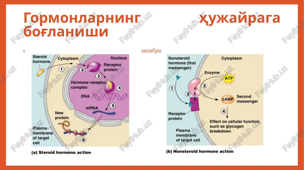 i qoplamlari quruq tashnalik 2-3 l -1 sutkada ozish 10-15 kggacha doimiy xolsizlik, charchash tez-tez peshob ajratish 2-4 litrgacha banting and best 1923 nobel prize for discovery and use of insulin in the treatment of iddm 33 patient j.l., december 15, 1922 february 15, 1923 the miracle of insulin 34 nazorat savollari 1. endokrinologiya fani asoschilari 2. gormonlar turlari va biologik ta'siri 3. insulinnig sekretsiyasi va mexanizmi 4, qandli diabetning ta'rifi va tasnifi 5. kasallikning asosiy klinik belgilari adabiyotlar 1.ismailov s.i.”endokrinoloiya” darslik 2017 yil 2.ismailov s.i.”rukovodstvo po endokrinologii” 2018 yil 3.urmanova yu.m. “zabolevaniya shitovidnoy jelezi, podjeludochnoy jelezi i gipofiza” o'quv qo'llanma 2019 yil image3.jpeg image4.png image5.jpeg image6.jpeg image7.png image8.jpeg image9.jpeg image10.jpeg image11.jpeg image12.png image13.gif image14.jpeg image15.png image16.jpeg image17.png image18.png image19.png image20.jpeg image21.png image22.jpeg image23.jpeg image24.jpeg image25.jpeg image26.jpeg image27.jpeg image28.jpeg image29.jpeg image30.jpeg image1.emf image2.jpeg