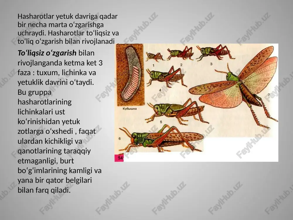 hasharotlar marfologiyasi - Page 5