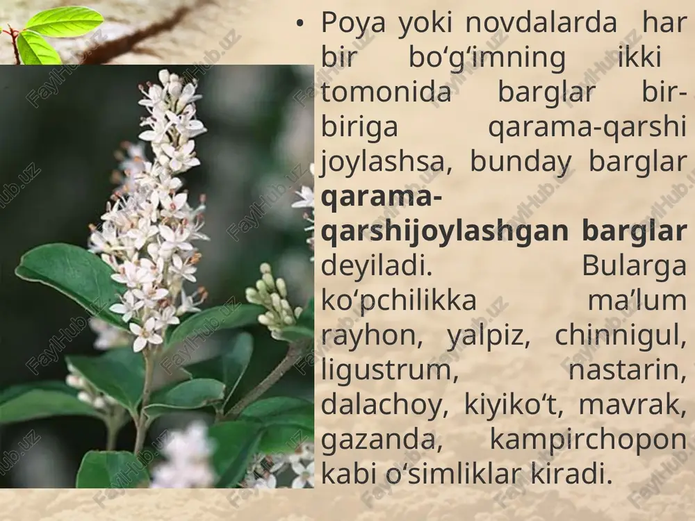 5-sinf botanika darsligi - Page 5
