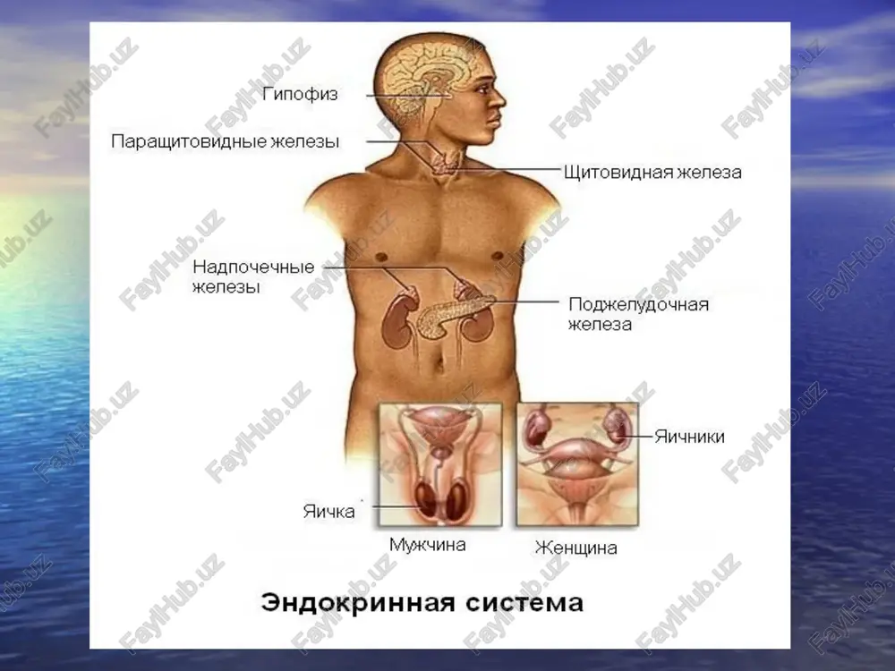 perkortitsizm) kasalligini keltirib chiqaradi. gipertonik semirish (yuz va tana) giperglikemiya. • aktg kamayib ketishi metabolizm va organizm chidamliligining kamayishiga olib keladi. tukimalarda anabolitik jaryonlar va lipolizni oshiradi. gtg ning ikki turi farqlanadi fsg ayollarda follikulalarning ovulyatsiya davrigacha shakllanishini, erkaklarda esa spermatogenezni stimullaydi. •lg ayollarda ovulyatsiya chaqiradi va tuxum xujayradan sariq tana shakllanishini ta'minlaydi. erkaklarda esa testosteron sintezini kuchaytiradi. •gtg ajralishining buzilishi og'iz bushlig'i va lunjning shishiga olib keladi. * prolaktin - oqsil tabiatli bo'lib, gormonning qondagi miqdori homiladorlik vaqtida 100-150 marotaba oshib, 300mkg/l ga etadi. prolaktin ayollarda sut bezlari o'sishini va sut ishlab chiqarilishini kuchaytiradi. prolaktin sekretsiyasini gipotalamik markazlar reflektor yo'l bilan kuchaytiradi. refleks bola sut emgan vaqtda sut bezi so'rg'ichlaridagi retseptorlar qo'zg'alishi natijasida ro'yobga chiqadi. prolaktin suv-tuz va yog' almashinuviga ham ta'sir qiladi. terining yangilanishi va undagi yog' bezlari faoliyatini tezlashtiradi, ichki a'zolar o'sishi va eritropoezni qo'zg'atadi. * msg ikki shaklda: alfa- msg va beta-msg shaklida uchraydi. birinchisi 13, …