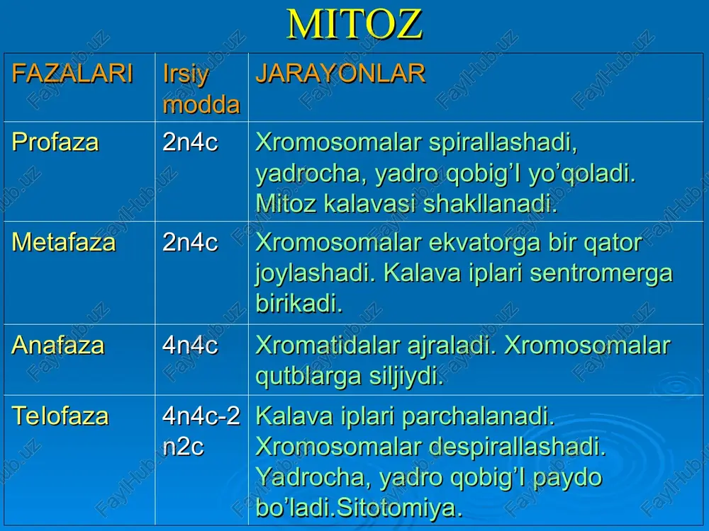 xromosoma. hujayraning hayot sikli. mitoz. meyoz - Page 5