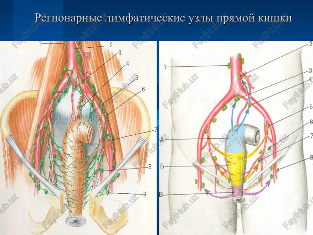 v sredney i nijney chasti ampuli do 90%-adenokartsinoma pri porajenii nijney treti i analnogo kanala porajayutsya l/u paxovix oblastey luchevaya terapiya: radikalnaya - i-ii st. analnogo raka palliativ - iii st + radikalnaya operatsiya ctadii taktika lecheniya i op+xt(4 kurs) ii lt(30gr)+op+xt(4-6) iii lt(40gr) (xt)+op+xt (lt(40-60gr)) iv palliativnaya op palliativnaya xt palliativnaya lt simptomaticheskoe iv ctadii taktika lecheniya i op+xt(4 kurs) ii lt(30gr)+op+xt(4-6) iii lt(40gr) (xt)+op+xt (lt(40-60gr)) iv palliativnaya op palliativnaya xt palliativnaya lt simptomaticheskoe iv