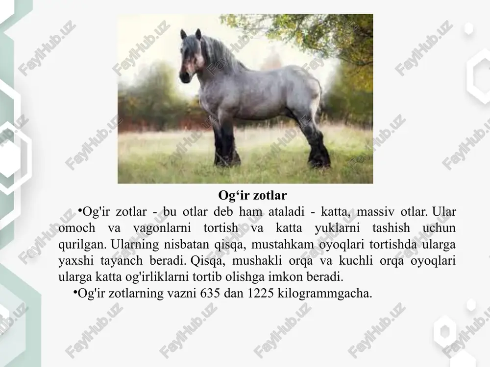 55o atrofida bo‘ladi. tizza son va boldir suyaklarnig tutashgan joyida joylashadi. sakrash bo‘g‘imi (to‘piq) serpay, quruq, baquvvat bo‘lishi kerak. uning uzun tovon suyagi barcha tipdagi otlar uchun normal hisoblanadi. taqir teri (kashtan) – terining shoxsimon junsiz joyi bo‘lib, oldingi oyoqlarda orqa oyoqlarga nisbatan kattaroq bo‘ladi. 1-ot boshi; 2-bo‘yin toji; 3-qarchig‘ay; 4-orqa; 5-bel; 6-dumg‘aza; 7-sag‘ri; 8-dum asosi; 9-halqum; 10-bo‘yin yonboshi; 11-yelka kurak do‘ngligi; 12-ko‘krak; 13-kurak; 14-to‘sh; 15-bilak; 16-bilakuzuk; 17-kaft; 18-tushoq bo‘g‘imi; 19-tuyoq; 20-yelka; 21-tirsak; 22-qovurg‘alar; 23-yetim qovurg‘a; 24-och biqin; 25-qorin; 26-kashtanlar; 27-yonbosh cho‘qqisi; 28-tizza; 29-chov; 30-son; 31-dum; 32-o‘tirg‘ich do‘ngligi; 33-sakrash bo‘g‘imi; 34-boldir; 35-axill payi; 36-poshna; 37-pix; oldingi oyoqlarning qo‘yilishi. otlarning yurishi oyoqlarining to‘g‘ri qo‘yilishiga bog‘liq. oldingi oyoqlar tik, bir-biriga parallel bo‘lishi kerak yoki o‘mrovdan tushirilgan vertikal chiziq tuyoqning uchiga tushishi lozim. 1. qiyshiq oyoq – baqaylari va tuyoq uchlari tashqi tomonga qarab turadi. ko‘pincha tor ko‘krakli yo‘rtoqi otlarda uchraydi. 2. chalish oyoq (maymoq) – baqaylari va tuyoq uchlari ichkariga qarab turadi. …