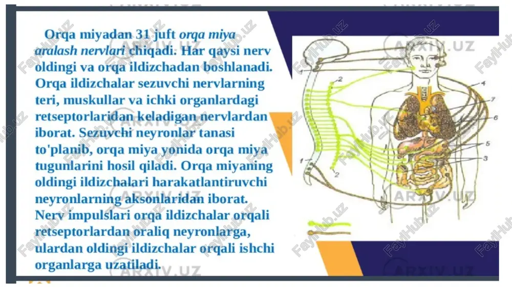 ashgan. ular yuqoridan pastga qarab sanaladi. qovurg‘aning suyak hamda tog‘ay qismi bor. qovurg‘aning suyak qismi uzunroq bo‘lib, orqa tomonda joylashadi, oldingi qismiga tog‘ay qo‘shiladi. qovurg‘alarning orqadagi uchlari ko‘krak umurtqalariga birlashadi. yuqoridagi 7-qovurg‘aning tog‘ay uchlari to‘sh suyagiga birlashadi va chin qovurg‘alarni hosil qiladi. 8-qovurg‘adan boshlab, to‘sh suyagiga birlashmaydi, ular yolg‘on qovurg‘alar deyiladi. 8-9-10-qovurg‘alarning tog‘aylari uchlari yuqoridagi qovurg‘alarning tog‘ay qismlariga ulanadi. 11-12-qovurg‘alar qorinning orqa devori muskullari bag‘rida yotadi. qovurg‘a suyagi uzun qayrilgan bo‘lib, unda boshchasi, bo‘yin va tanasi mavjud. qovurg‘aning boshchasi orqa uchida bo‘lib, bo‘g‘im yuzasi bor. boshchasining qirrasi bo‘g‘im yuzasini ikki qismga ajratadi (1-2-11-va 12- qovurg‘alar qirrasi yo‘q). qovurg‘a boshchasining oldingi tomonida toraygan qismi qovurg‘a bo‘yni deyiladi. u keyin yassi suyakka aylanadi va qovurg‘a tanasi deyiladi. uning oldingi qismi qovurg‘ aning to‘ sh suyagi tomonidagi uchi deyiladi. 1 -10-qovurg‘alar bo‘yni bilan tanasining orasidan orqaga qarab, qovurg‘a do‘mboqchasi turtib turadi. qovurg‘a tanasining ichki va tashqi yuzalari, yuqori va pastki chekkalari bor. qovurg‘aning …