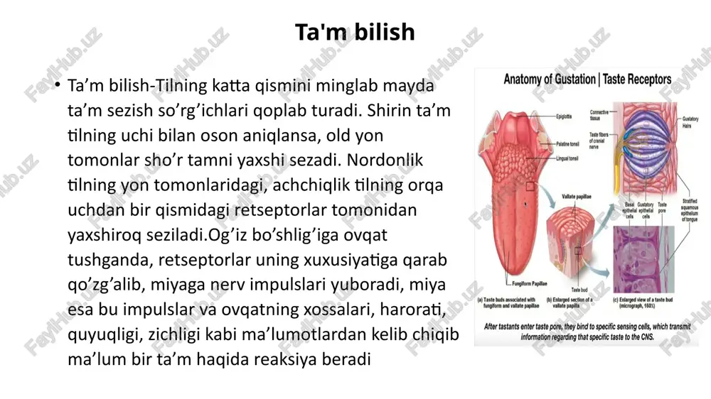 esistokinin ichak shilliq qavati me’da osti bezi fermentlarga boy pankreatik shira ajralishini jadallashtirish va o’t pufagini qisqartirish o’t pufagi xemodenin ichak shilliq qavati me’da osti bezi ximotripsinogen sekretsiyasini kuchaytiradi enterokinin ichak shilliq qavati ichak shilliq qavati ichak bezlari faoliyatini kuchaytirash vilikinin ichak shilliq qavati ichak shilliq qavati vorsinkalari ichak vorsinkalari harakatini kuchaytirish monomerlar so’rilishi monosaxaridlar yog’ kislotalari va glitserin aminokislotalar nukleotidlar glut (1,5) transporterlar orqali.yengillashgan diffuziya mitsella ko’rinishida endositoz(pinositoz) na+ (simport) ga bog’liq *neytral alifatik *siklik *asosli *kislotali iminokislotalar(prolin,oksiprolin) n1 (purinlar) n2 (pirimidinlar) kanallari orqali na+ ga bog’liq va passiv diffuziya sglt1 na bilan simport usulida na ga bog’liq bo’lmagan (h+ oligopeptidlar) gamma-glutamiltransferaza fermenti ishtirokida vitaminlar,mikro va makroelementlar so’rilishi mikro va makroelementlar ichak membranalarida passiv va aktiv transport orqali so’rilaadi: fe gem tarkibida bo’lgan va bo’lmagan fe3+ ferrareduktaza yordamida fe2+ qaytariladi va dmt transporter orqali (ikkilamchi aktiv transport) enterositlarga o’tadi (12-barmoq ichak) ca2+ enterotsit hujayralariga ca kannalari orqali kiritiladi va …