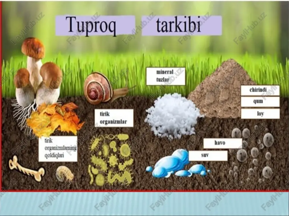 yaxshi va yuqori holatda saqlab turish maqsadida insonlar tomonidan tuproq xossalarini o'zgartirish jarayonlariga tuproqni madaniylashtirish deyiladi. tuproqni madaniylashtirish usullari biologik kimyoviy fizik dukkakli o'simliklarni ildizida yashovchi (bacterium radicicola) 18-26 gradus va neytralga yaqin ph=5,5-7 muhit yaxshi hisoblanadi. ma'lumki, 1 ga erda bir mavsumda 100-150 kg gacha azot singdiradi. tuproqning samarali unumdorligini oshirish usullari. tuproqqa ishlov berish; organik va mineral o'g'itlar solish; turli meliorativ tadbirlarni o'tkazish; almashlab ekish; asosda erlardan foydalanishni ilmiy tashkil etish; tuproqning ekologik holatini yaxshilash. “nima uchun” cxemasi - tuproqda gumus miqdorining kamayishi tuproqda gumus miqdorining kamayishi nima uchun? global iqlim o’zgarishi nima uchun? nima uchun? tuproqning biologic faolligi kamayadi organik moddalar kam to’planadi namlikning bug’lanishi natijasida kamayishi nima uchun? o’simlik qoldiqlarining kamayishi nima uchun? mikroorganizmlar miqdorining kamayishi nima uchun? tuproqda gumifikatsiya jarayoni susayadi insonning tiproqqa noto’g’ri munosabati nima uchun? nima uchun? e'tiboringiz uchun rahmat ! image4.png image5.png image6.png image7.png image8.png image9.png image10.png image11.png image12.png image13.png image14.png image15.png …