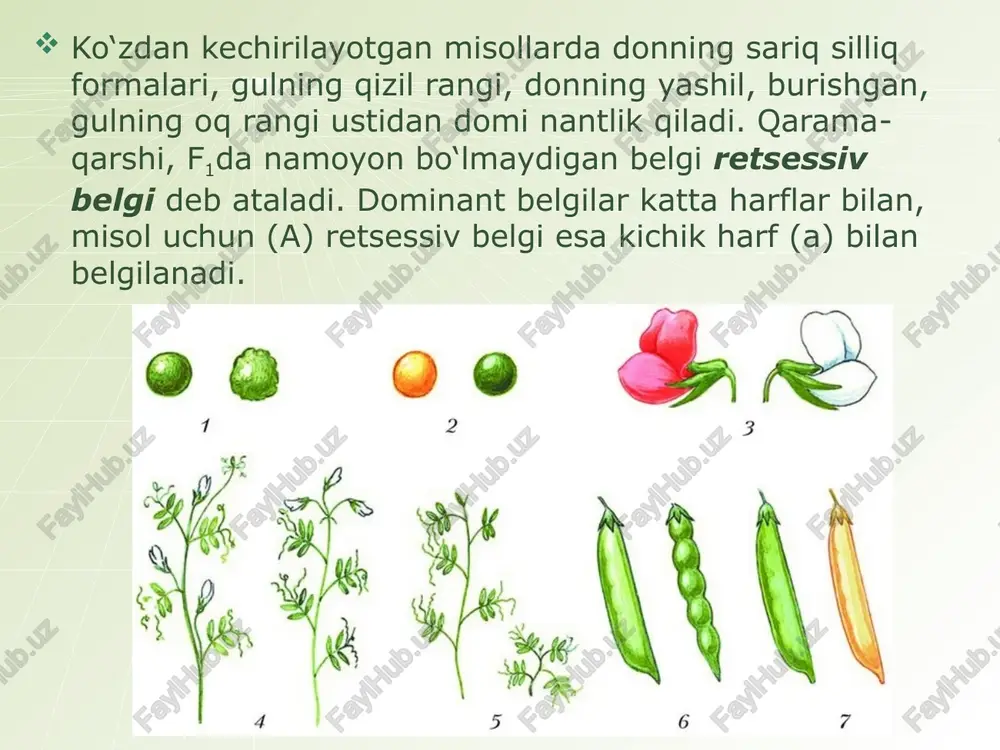 g.mendelqonunlari dars ishlanmasi - Page 5