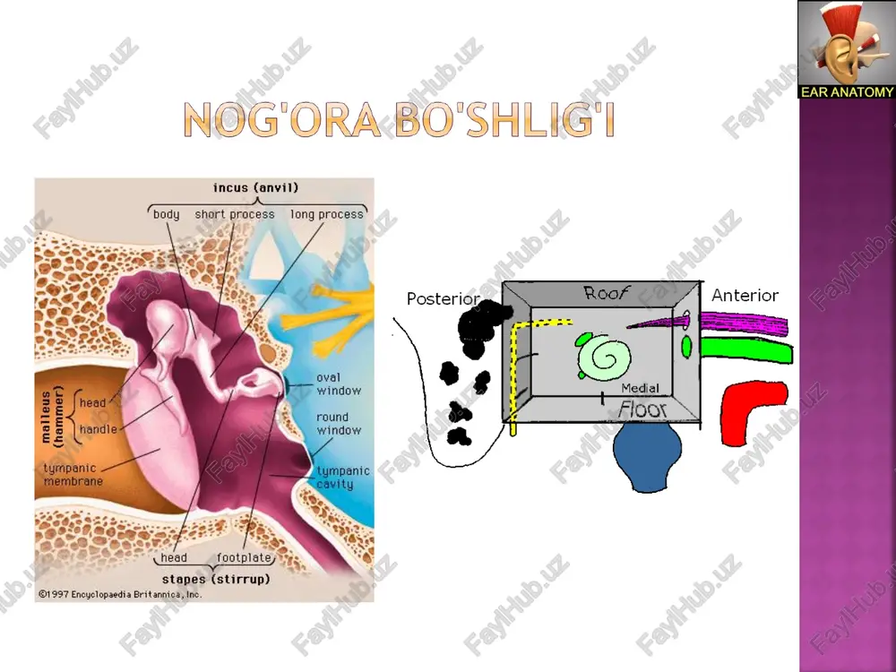 tlarida oʼlim koʼrsatkichi 10% gacha boʼlishi mumkin va u koʼpincha asoratning xarakteriga va oʼz vaqtida boshlangan davolash tadbirlariga bogʼliq. otogen kalla ichi asoratlari orasida birinchi oʼrinni - otogen yiringli meningit, ikkinchi oʼrinni - bosh miya va miyacha hoʼppozlari, uchinchi oʼrinni sigmasimon sinus trombozi va otogen sepsis egallaydi. baʼzan bir nechta kalla ichi asoratlari birga kechishi kuzatiladi. masalan, sigmasimon sinus trombozi, meningit, miyacha va bosh miya hoʼppozlari. yosh bolalarda koʼpincha meningoentsefalit rivojlanadi. miya chanog'iga infeksiya o'tish yo'llari kontakt yoʼli shakillangan yoʼllari orqali(preformirovanniy) labirintogen yoʼl gematogen yoʼl limfogen yoʼl degistsentsiyalar orqali ekstradural absess – yiring qattiq miya pardasi va suyak orasida toʼplanishi. bu – yalligʼlanish jarayonini soʼrgʼichsimon oʼsiq va nogʼora boʼshligʼidan miya chanogʼi boʼshligʼiga tarqalish natijasidir. miya oʼrta chuqurchasi yoki miya orqa chuqurchasida joylashadi. jarayon belgisiz kechib, koʼpincha jarrohlik amaliyoti vaktida aniqlanadi. subdural absess – surunkali yiringli oʼrta otitni asorati, asosan xolesteatomli turini, kam xollarda oʼtkir oʼrta otitdan soʼng rivojlanadi. miya oʼrta …