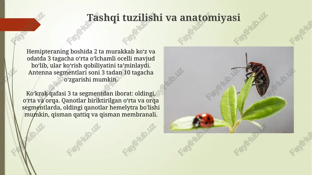 hashorotlar-qandalalarturkumi - Page 5