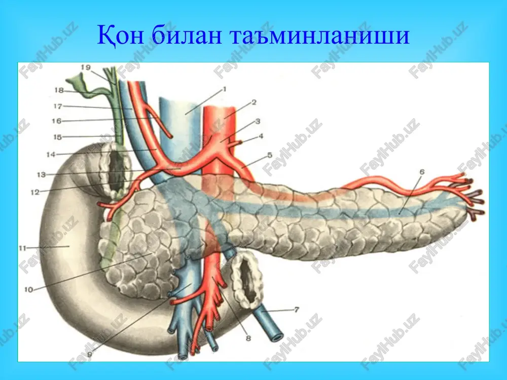 alkogolizm 2) ut tosh kasalligi va xoledoxolitiaz 3) me'da osti bezi yulini posttravmatik obstruktsiyasi, 4) ximikat va dori moddalarini ta'siri, 5) giperlipidemiya, 6) oksil moddalarini kam mikdorda iste'mol kilish (tuyib ovkatlanmasli), 7) nasliy moyillik (l–antitripsina kamligi), 8) giperparatireoidizm (giperkaltsiemiya), 9) mukovistsidoz (bolalarda kup uchraydi), 10) idiopatik faktorlar. surunkali pankreatit klinik kechishi asosiy simptomlari: og'riq; ovkat xazm kilishni buzilishi (dispeptik buzilishlar, pankreatogen ich ketish); malabsorbtsiya, me'da osti bezini faoliyatini buzilishi okibatida; tana vaznini kamayishi; asoratlangan shakllarida: sariklik, oshkozon-ichak traktidan kon ketishi va boshkalar. uzi surunkali pankreatit diagnostikasi kompyuter tomogramma: me'da soti bezi kaltsifikalari kompyuter tomografiya me'da osti bezi kompyuter tomografiyasi: kista gomogen xosilaga o'xshab ko'rinadi surunkali pankreatit davosi asoratlanmagan surunkali pankreatitda asosiy davo konservativ xisoblanadi. xurujlararo davrda, parxez. kunlik 150 g oksil, 30-40 g yoglar, 350-400 g uglevodovlardan iborat bulishi kerak. xuruj davrida spazmolitiklar, og'riq koldiruvchilar, epigastral soxaga sovuk kuyish, parxezdan iborat.