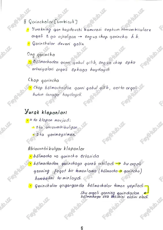 yurak funksional anatomiyos - Page 5