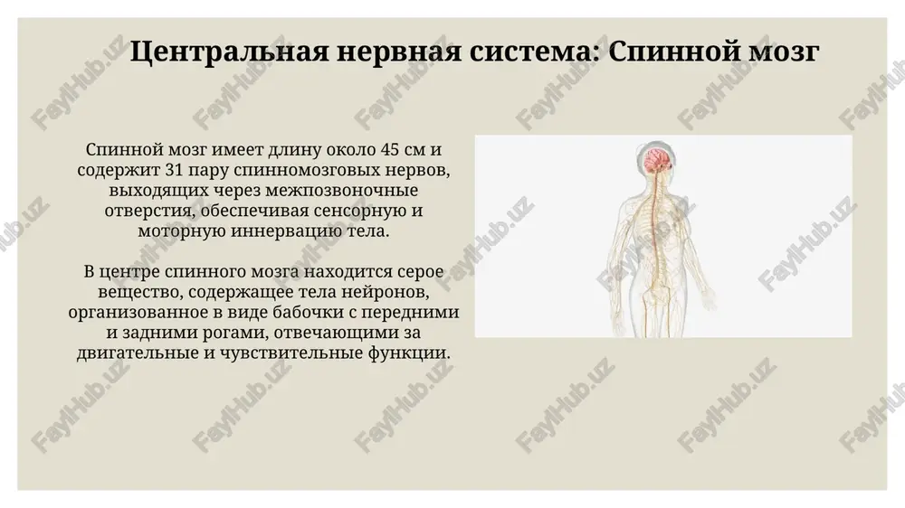 nerv sistemasi va uning ichki tuzilishi - Page 5
