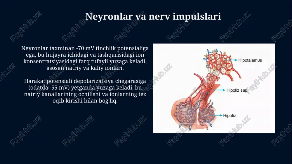 organizmning nerv, gumoral, endokrin boshqariluvi - Page 5