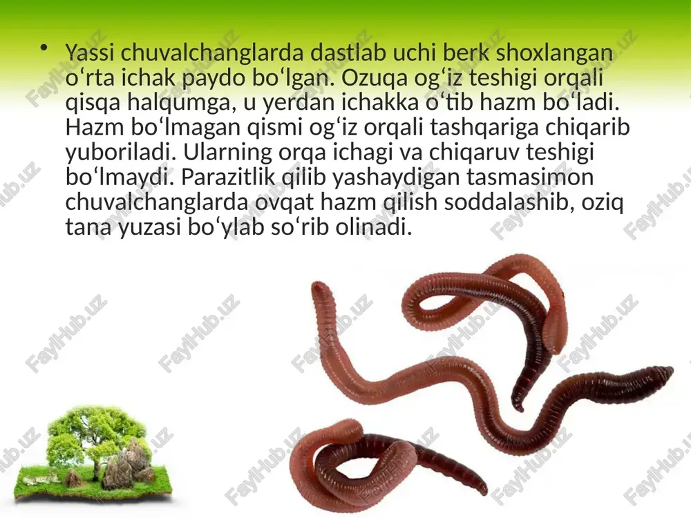hayvonlarning hazm qilish organlari evolutsiyasi - Page 5