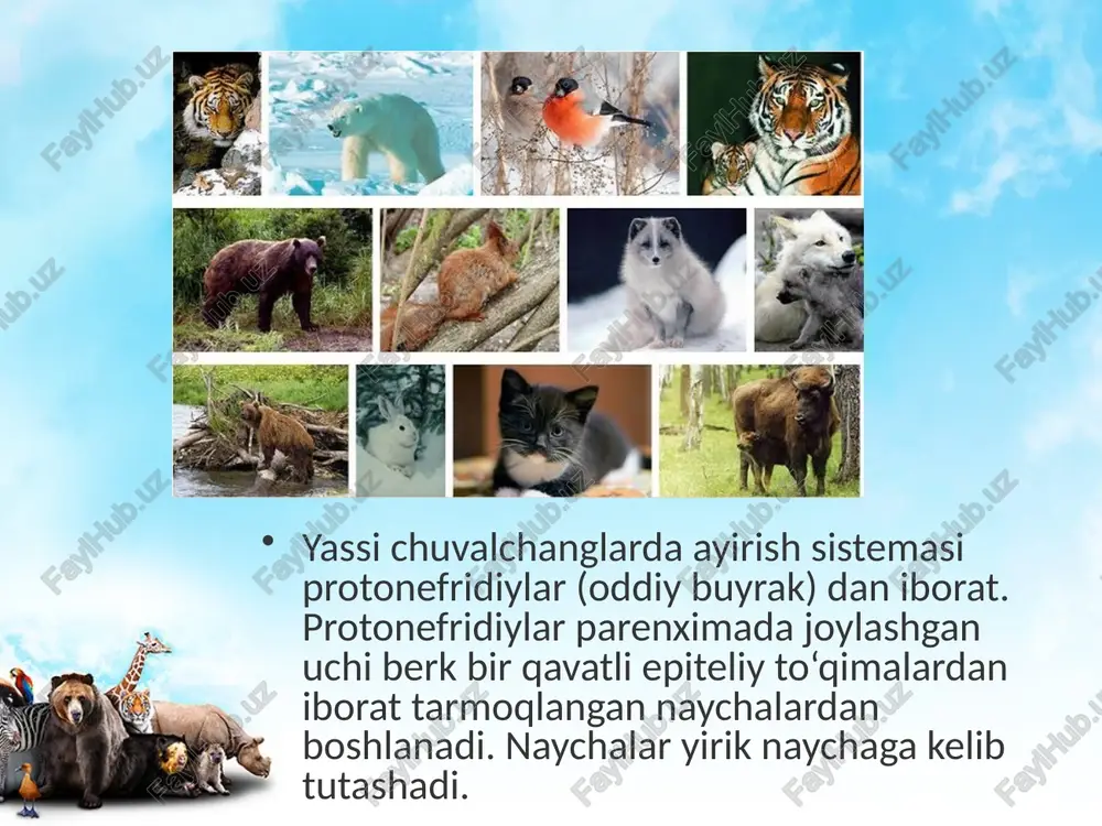 hayvonlarning ayirish va jinsiy organlari evolutsiyasi - Page 5