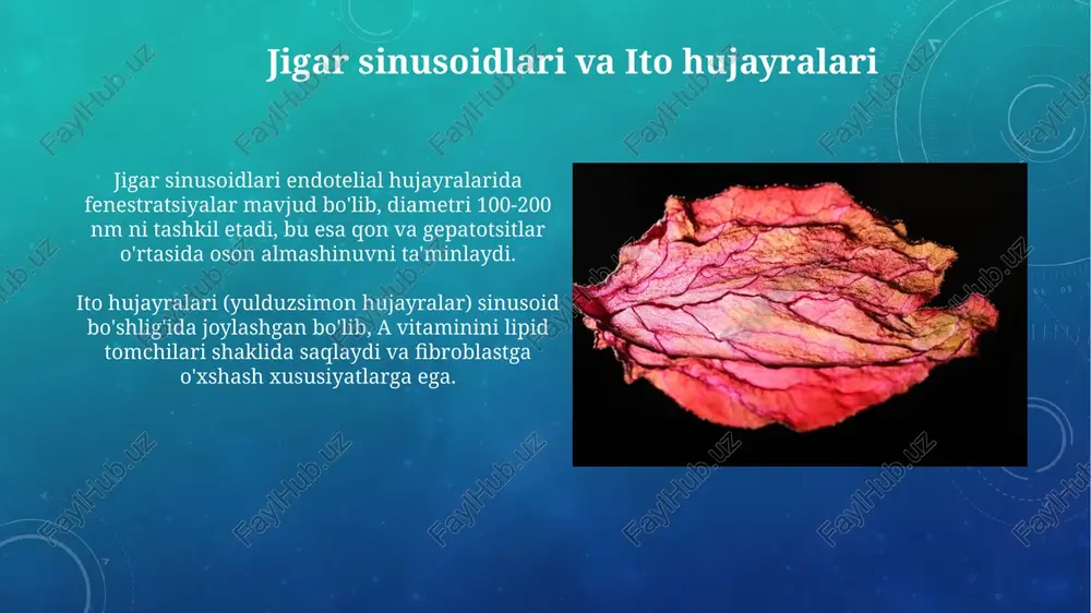 jigar gistologiyasi - Page 5