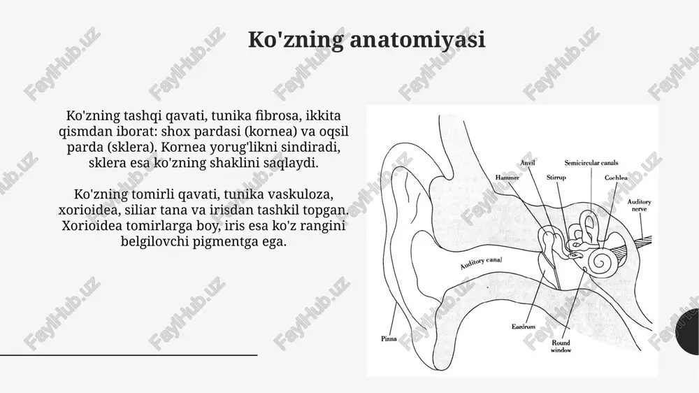 sezgi azolari ko‘rish, eshitish, hid va tam bilish - Page 5