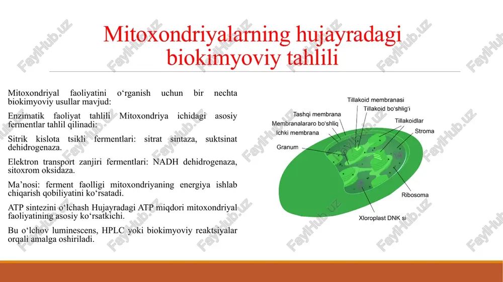 mitoxondriyalar va ularning hujayradagi bikimyoviy tahlili - Page 5