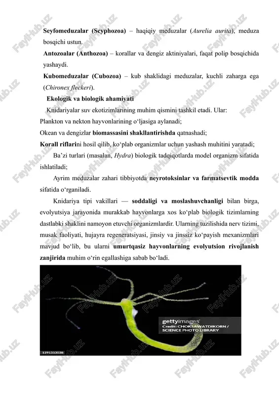 qavat) va entoderma (ichki qavat) dan tashkil topgan. ularning orasida esa mezogleya deb ataluvchi shaffof jelatin modda joylashgan. gidroidlarning tanasi og‘iz, gastral (ichki) bo‘shliq, va **tentakulalar (shoxchalar)**dan iborat. 1. og‘iz qismi (peristom): tananing yuqori qismida joylashgan bo‘lib, gastrovaskulyar bo‘shliqqa kirish yo‘lini tashkil etadi. og‘iz atrofida bir necha tentakulalar joylashgan bo‘lib, ular o‘ljani tutish, himoyalanish va sezish vazifasini bajaradi. 2. tentakulalar: har bir tentakula ektodermasida knidotsitlar (sanchuvchi hujayralar) joylashgan. bu hujayralar yordamida gidroidlar o‘ljani falajlaydi yoki o‘zini himoya qiladi. 3. gastrl bo‘shliq (gastrovaskulyar bo‘shliq): u hazm qilish va oziq moddalarning butun tana bo‘ylab taqsimlanishida muhim rol o‘ynaydi. bu bo‘shliq hazm qilish tizimining yagona markazidir. 4. tana pastki qismi: polip shaklidagi gidroidlarda tananing pastki qismi poda (substratga yopishuvchi disk) yordamida suv tubiga mahkamlanadi. anatomik tuzilishi va to‘qimalar tizimi gidroid poliplar oddiy ko‘p hujayrali hayvonlar bo‘lsa-da, ularning tana devori murakkab tuzilishga ega. ektoderma: tashqi qavat bo‘lib, himoya, harakat, va o‘lja tutish funksiyalarini bajaradi. …